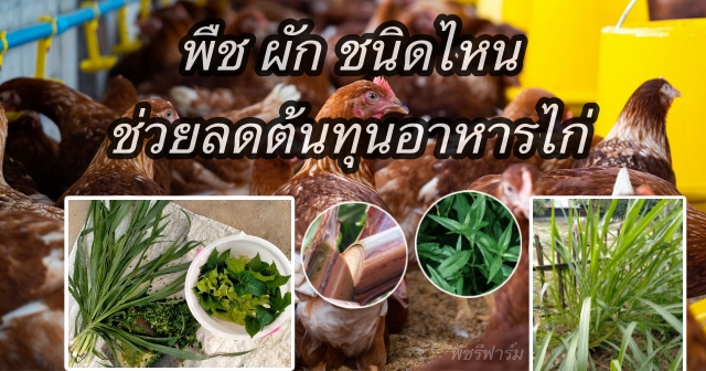 รู้หรือไม่! "พืชลดต้นทุน" ไก่ไข่ มีสารอาหารโปรตีนเท่าใด?